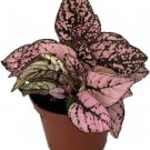 Hpoestes Splash Pink Dot Polka Colorfuls Easy To Grows Indoors Live Plant 3" Pot Fresh Garden