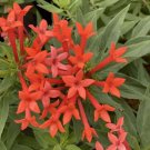 Firecracker Bush Estrellita Bouvardias Proven Winners s Live Plant 4" Pot Fresh Garden
