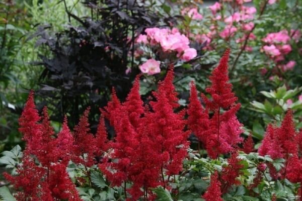 Plumes Astilbes Dark Fanals Red Very Hardy Fluffy s Live Plant Gallon Pot Fresh Garden