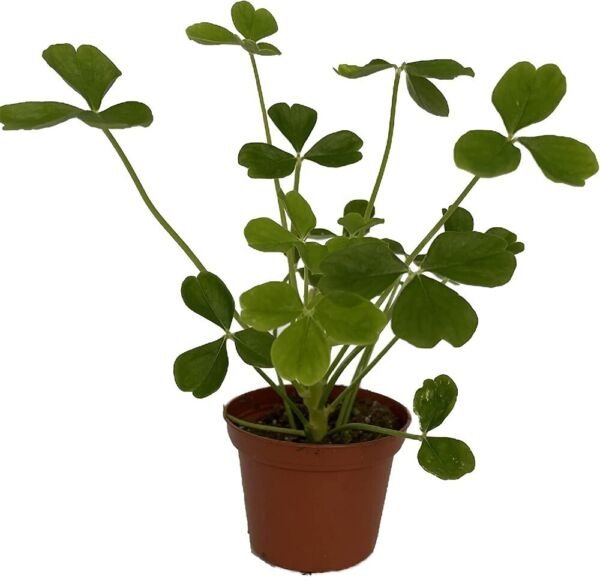 Oxalis Shamrock Giant Tree Easy To Grows Indoors Or s Live Plant 2.5" Pot Fresh Garden