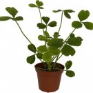 Oxalis Shamrock Giant Tree Easy To Grows Indoors Or s Live Plant 2.5" Pot Fresh Garden