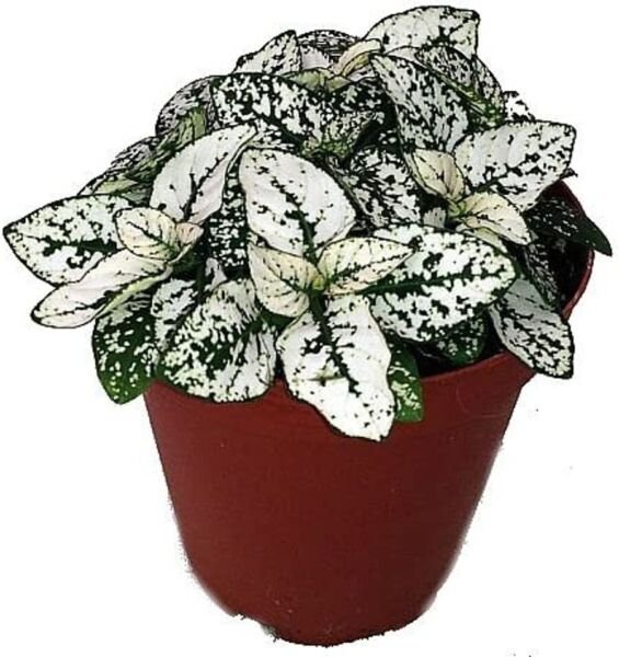 Hypoetest White Polka Splash Colorful Dot Easy To Grow Indoor Live Plant 3'' Pot Fresh Garden