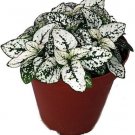 Hypoetest White Polka Splash Colorful Dot Easy To Grow Indoor Live Plant 3'' Pot Fresh Garden