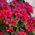 Azalea Perfecto Mundo Reblooming Appealing Dense Habit Live Plant 4" Pot Fresh Garden