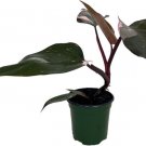 Princess Black Leaf With Pink Variegation Philodendron Indoors Live Plant 4" Pot Fresh Garden