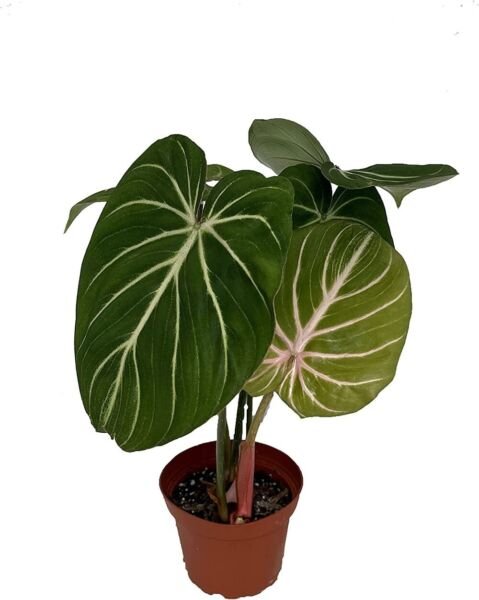 Gloriosum Philodendron Glorious Huge Multicolor Leaves Indoors Live Plant 4" Pot Fresh Garden