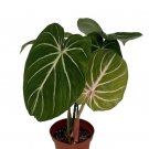 Gloriosum Philodendron Glorious Huge Multicolor Leaves Indoors Live Plant 4" Pot Fresh Garden