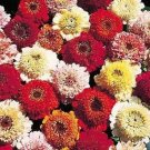 Mixed Of Summery Colors In Cupcake Flower m Scabiosa Flowered Zinnia 200 Seed Fresh Garden