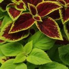 Crimson Coleus Under The Sun Versa Limes Gold Indoors Outs 10 Fuseable Pellets Fresh Garden