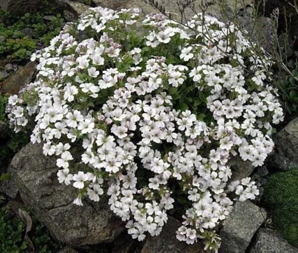 Gypsophilas Babies Mouses Ears Cerastoides Breaths s Live Plant Quart Pot Fresh Garden