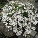 Gypsophilas Babies Mouses Ears Cerastoides Breaths s Live Plant Quart Pot Fresh Garden