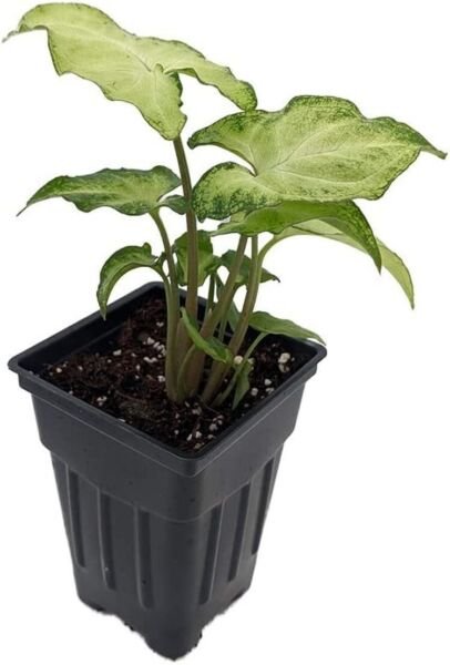 Syngonium White Arrowhead Butterfly Nepthytis Easy Grow Home Live Plant 2.5" Pot Fresh Garden