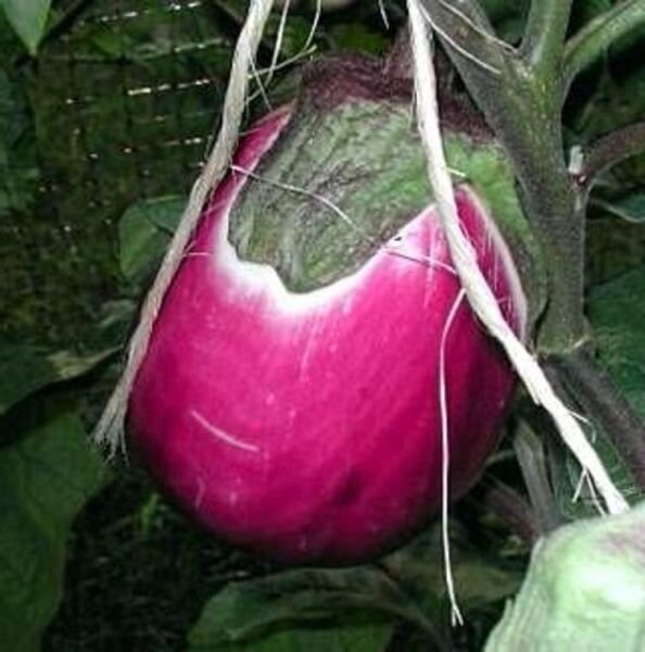 Eggplants Solanums Melongenas Tender Color Heirlooms Bell Shaped Fruits 50 Seeds Fresh Garden