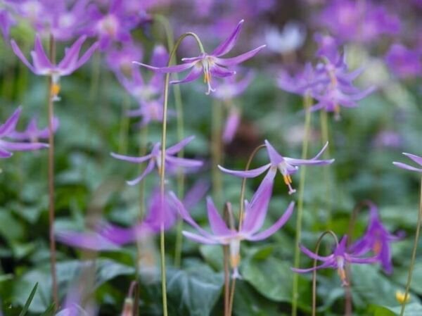 Erythroniums Pagoda Violets Shades Rosy Purple Or Lilac Hardy Revolutum 10 Seeds Fresh Garden