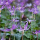 Erythroniums Pagoda Violets Shades Rosy Purple Or Lilac Hardy Revolutum 10 Seeds Fresh Garden