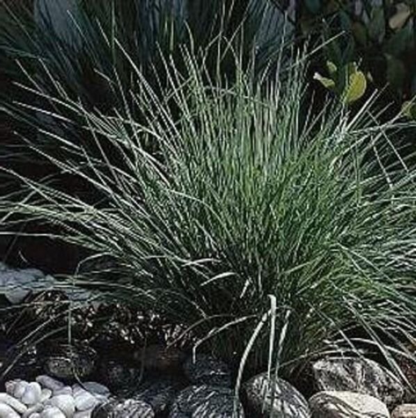 Pink Crystals Rhynchelytrums Ornamental Grass Annual Very Easy To Grows 25 Seeds Fresh Garden