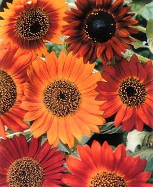 Sunflower Earthwalk Easy Handle Healthy Nutritious Attractive 30 Delicious Seeds Fresh Garden