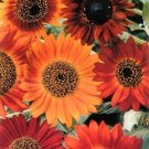 Sunflower Earthwalk Easy Handle Healthy Nutritious Attractive 30 Delicious Seeds Fresh Garden
