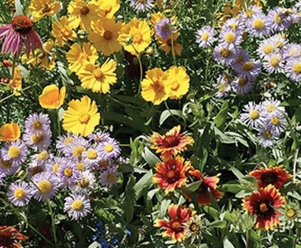 Assorted Annual Perennials Beautiful Flowers Custom Mix Save Bees 12 Grams Seeds Fresh Garden