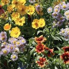 Assorted Annual Perennials Beautiful Flowers Custom Mix Save Bees 12 Grams Seeds Fresh Garden
