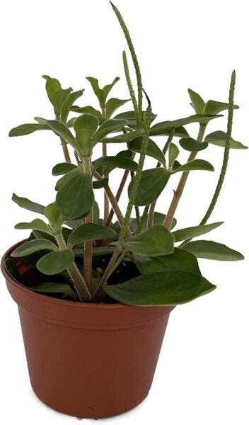 Belly Peperomia Button Verticillata Easy Care And Grow House Live Plant 2.5" Pot Fresh Garden