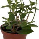 Belly Peperomia Button Verticillata Easy Care And Grow House Live Plant 2.5" Pot Fresh Garden