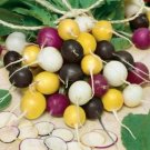 Spooky Mix Of Purple Yellow Black White Radishs Mix Halloweens Blend 250 Seeds Fresh Garden