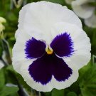 Violet White Purple Penny Blotch Viola Shade Compact Evergreen Perennial 20 Seed Fresh Garden