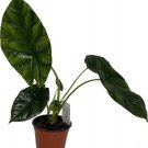 Alocasia Dream Quilted Sinuatas Elephant Ear Naturally Indoors Live Plant 4" Pot Fresh Garden