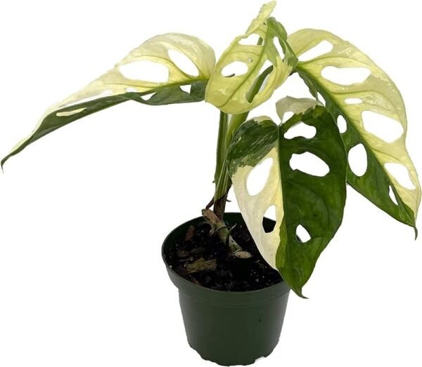 Monstera Variegated Exotic Rare Swiss Adansonii Cheese Indoors Live Plant 4" Pot Fresh Garden