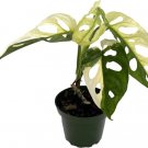 Monstera Variegated Exotic Rare Swiss Adansonii Cheese Indoors Live Plant 4" Pot Fresh Garden