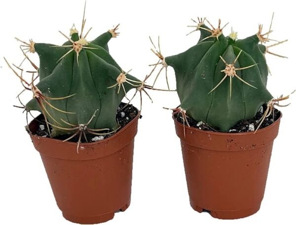 Ferocactus Acitr&Atilde;&sup3;n Cactus Barel Histirx Easy Grow Indoor Out 2 Pack In 2" Pots Fresh Garden