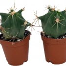 Ferocactus Acitrón Cactus Barel Histirx Easy Grow Indoor Out 2 Pack In 2" Pots Fresh Garden