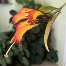 Aeschynanthus Black Lipsticks Pagodas Marmoratus Vine In Out Live Plant 2" Pot Fresh Garden