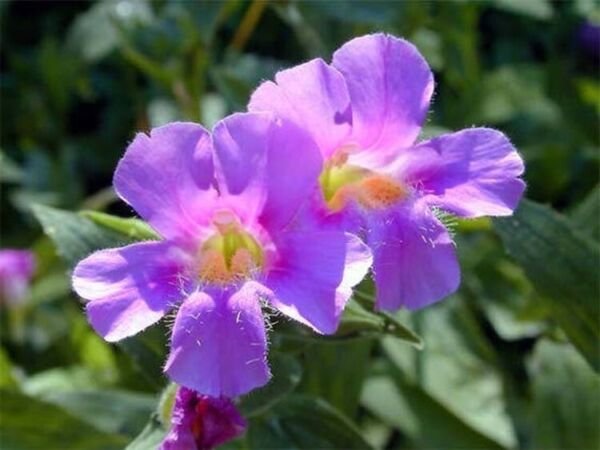 Mimulus Unusuals Shaped Flowers Resembles The Face Of A Monkeys Ringens 50 Seeds Fresh Garden