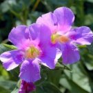 Mimulus Unusuals Shaped Flowers Resembles The Face Of A Monkeys Ringens 50 Seeds Fresh Garden