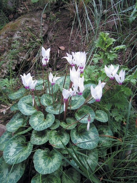 Cyclamen White Hardy Leaf Flowers Most Charming Of Plants Autumn Silver 15 Seeds Fresh Garden