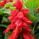 Salvia Improved Mojave Bright Easy Grow Red Flower Deep Green Broad Leaf 50 Seed Fresh Garden