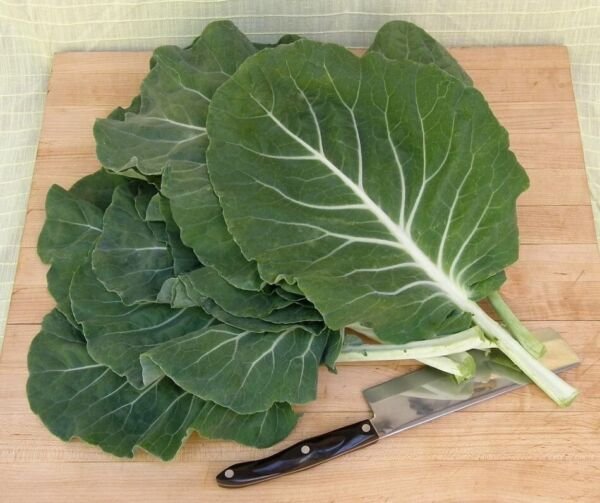 Beira Cabbage Or Sea Kale Gallena Vigorous Wavy Green Leave Thick Fleshy 20 Seed Fresh Garden