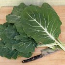 Beira Cabbage Or Sea Kale Gallena Vigorous Wavy Green Leave Thick Fleshy 20 Seed Fresh Garden