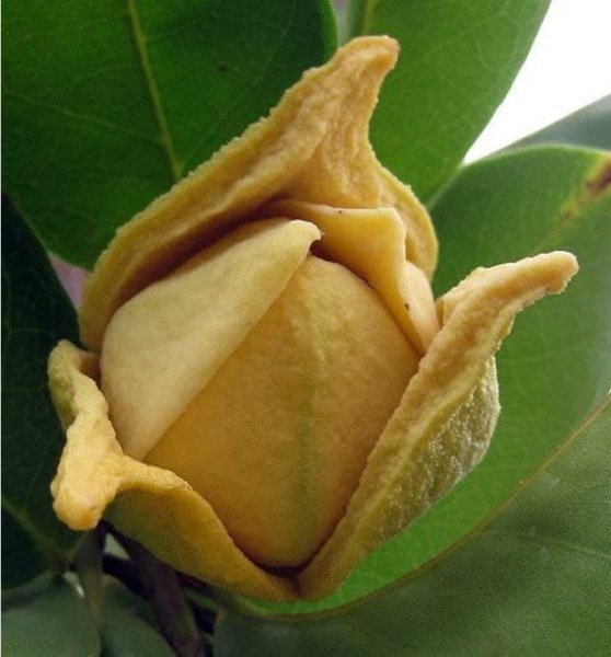 Annonas Soursops Muricatas Members The Familys Of Cusstards Apples Trees 5 Seeds Fresh Garden