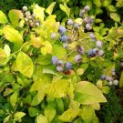 Blueberrys Corymbosum Northern Sky Highbush Dew Vaccinius Out Live Plant 4'' Pot Fresh Garden