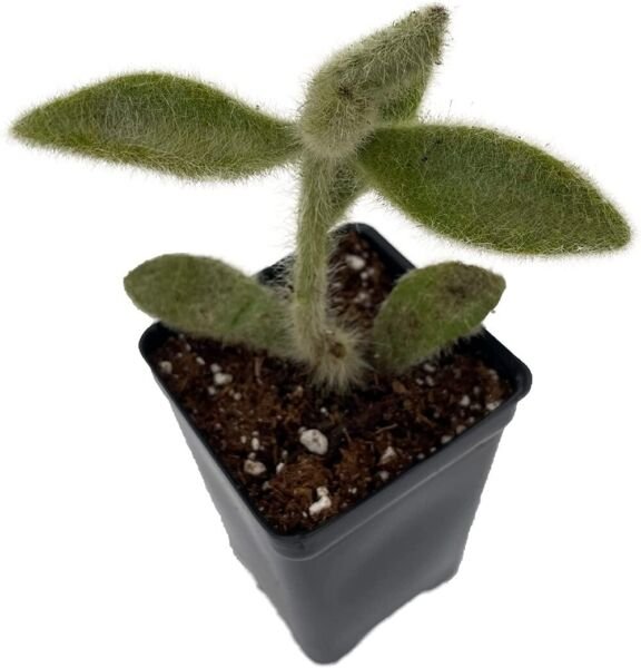 Kalanchoe Fuzzy Super Tomentosa Panda Succulent Easy Live Plant 2.5" Pot Fresh Garden