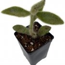 Kalanchoe Fuzzy Super Tomentosa Panda Succulent Easy Live Plant 2.5" Pot Fresh Garden
