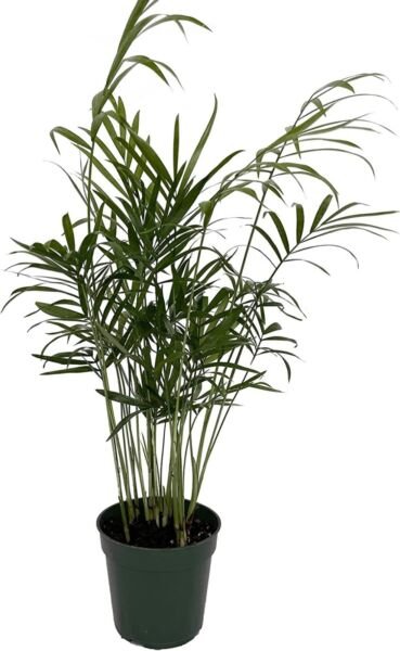 Neanthe Palm Parlor Chamaedoreas Amazing Elegans Bella Indoors Live Plant 4" Pot Fresh Garden