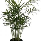 Neanthe Palm Parlor Chamaedoreas Amazing Elegans Bella Indoors Live Plant 4" Pot Fresh Garden