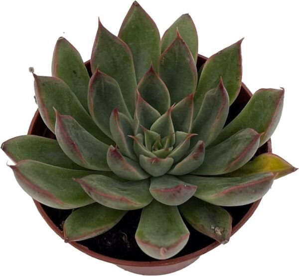 Echeverias Desert Roses Sagitas Succulent Indoors s Live Plant 2.5" Pot Fresh Garden