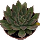 Echeverias Desert Roses Sagitas Succulent Indoors s Live Plant 2.5" Pot Fresh Garden