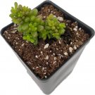 Rubrotinctums Jelly Mini Me Sedums Succulents Beans s Live Plant 2.5" Pot Fresh Garden
