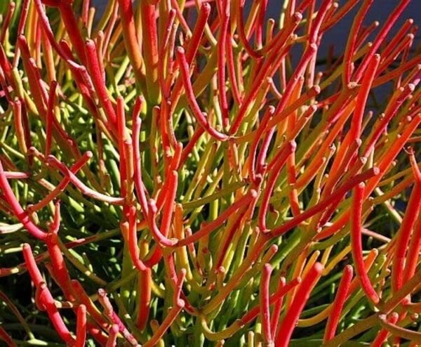 Euphorbia Pencil Firesticks Cactus Easy Hard To Kills In Out Live Plant 6" Pot Fresh Garden